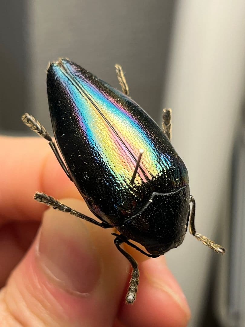 【34mm】ニジイロフトタマムシ フトタマムシ スハンダエ プラチナコガネ標本