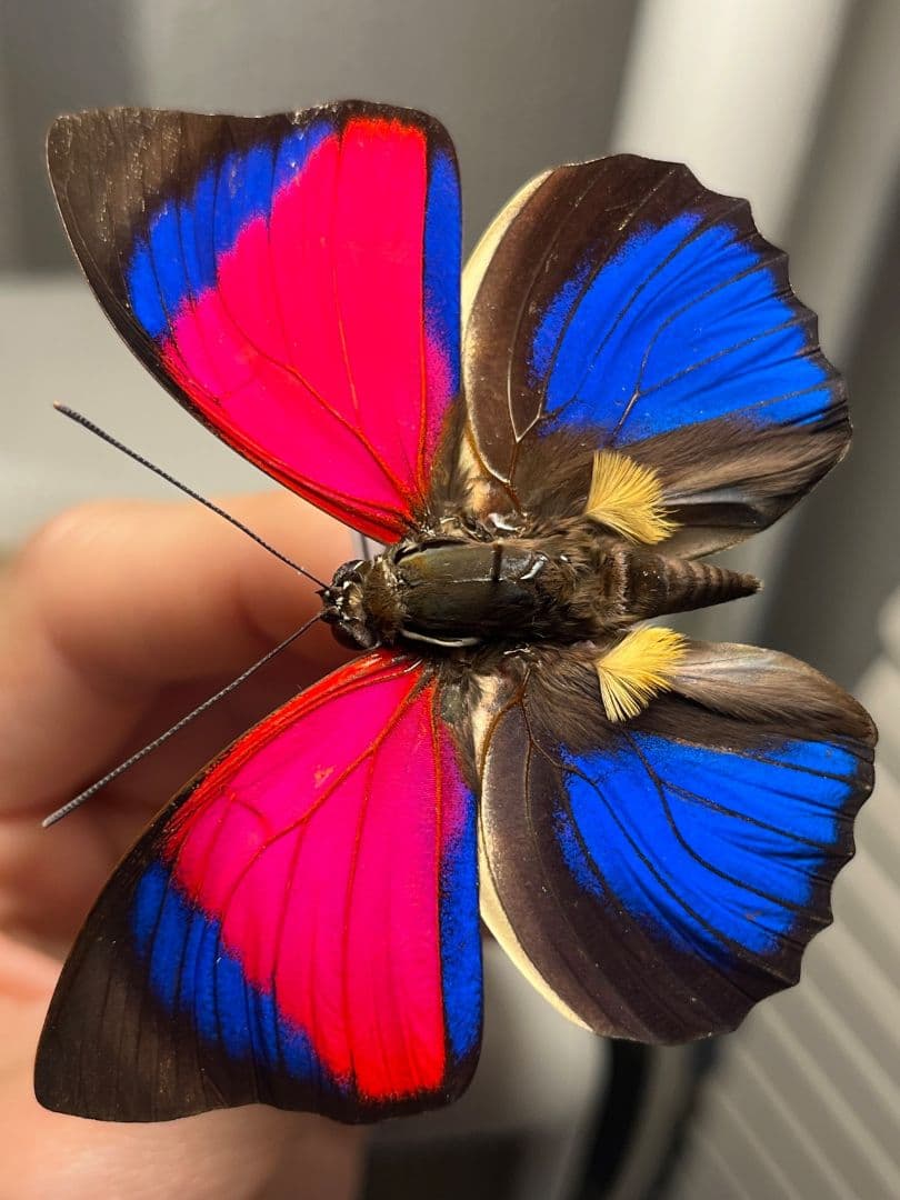 【極美PINK】アグリアスクラウディナサルダナパルス♂ ミイロタテハ 蝶標本