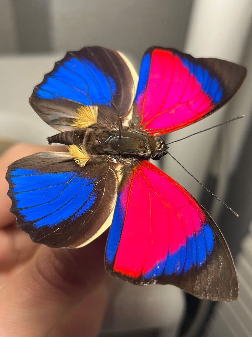 【極美PINK】アグリアスクラウディナサルダナパルス♂ ミイロタテハ 蝶標本