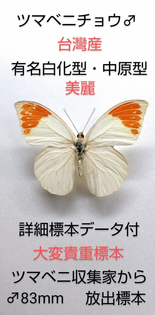 有名異常型‼️ツマベニチョウ♂究極白化型・中原型標本★台灣産★入手最困難美麗