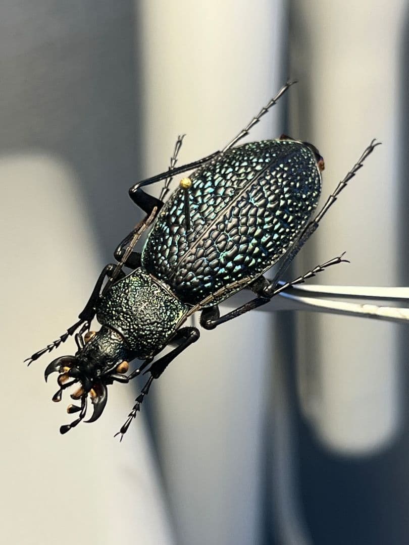 【37mm】ボンヴロワキンオサムシ トルコ産 標本 イボハダオサムシ 青緑