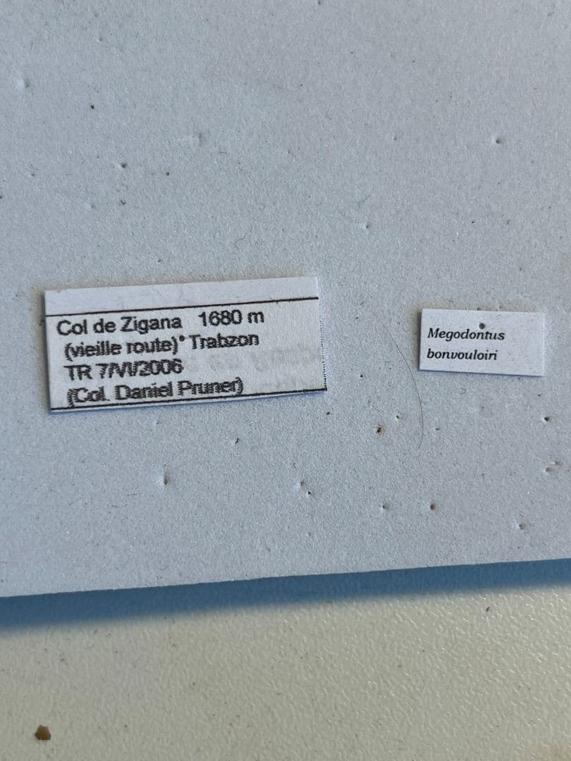 【37mm】ボンヴロワキンオサムシ トルコ産 標本 イボハダオサムシ 青緑