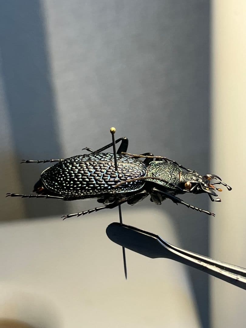 【37mm】ボンヴロワキンオサムシ トルコ産 標本 イボハダオサムシ 青緑