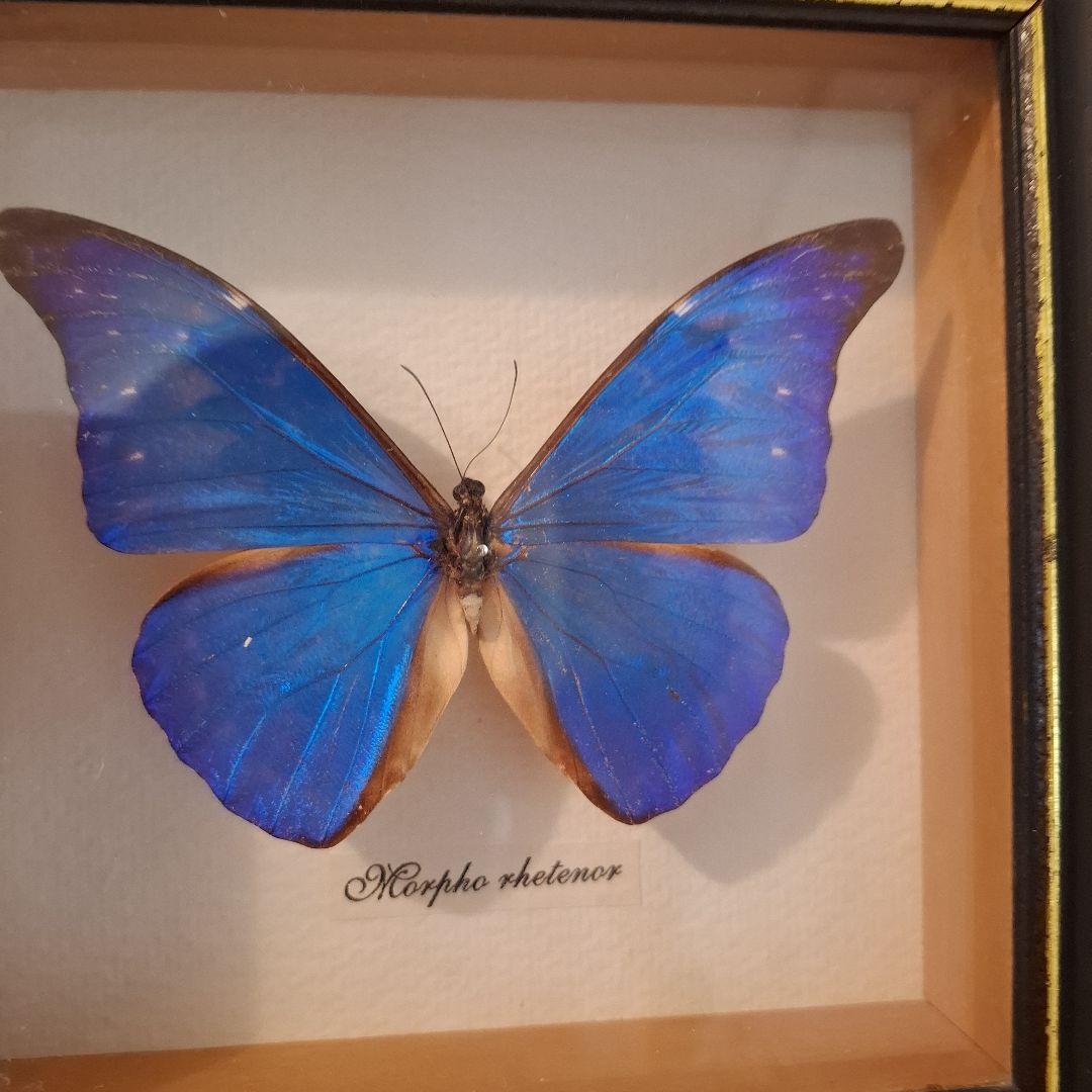 Morpho rhetenor蝶　レテノールモルフォ　標本