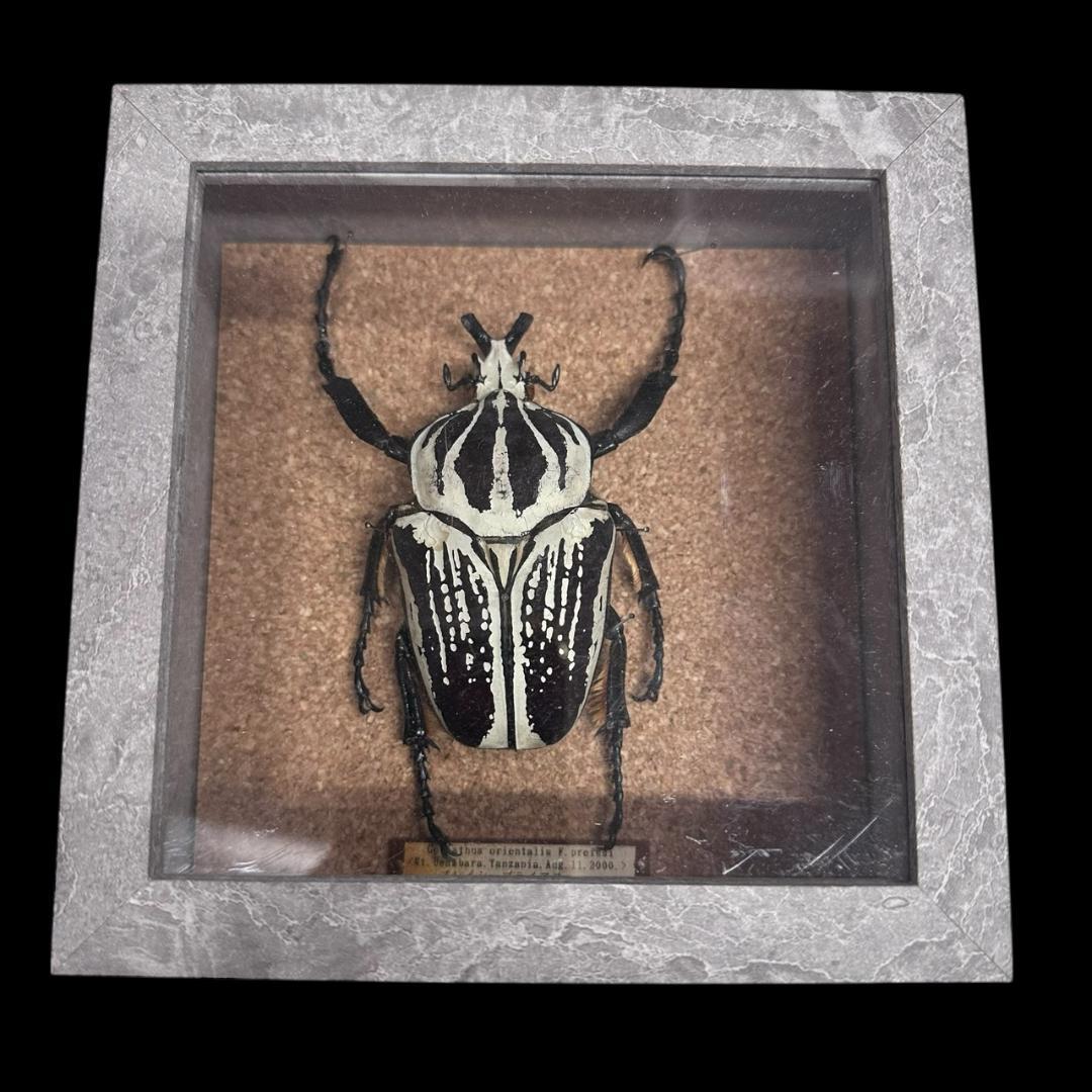 桐箱入り　　プレイシーゴライアス　 雄　オス　標本　　タンザニア産