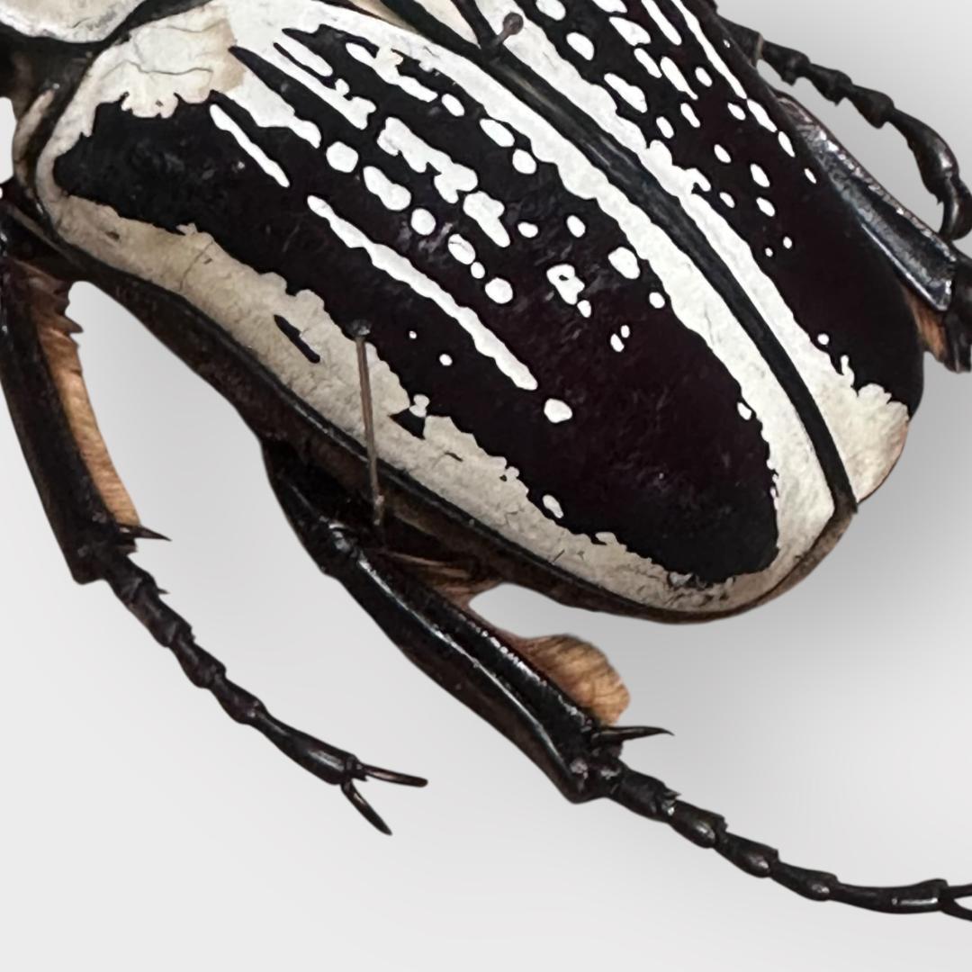 桐箱入り　　プレイシーゴライアス　 雄　オス　標本　　タンザニア産