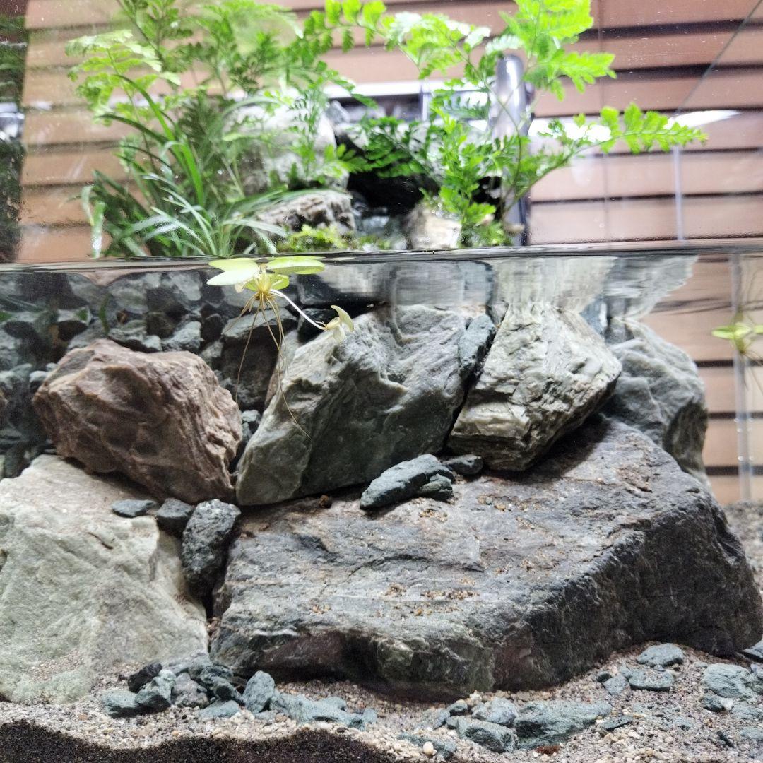 【アクアテラリウム完成品】渓流アクアリウム＋テラリウム30cmキューブ水槽