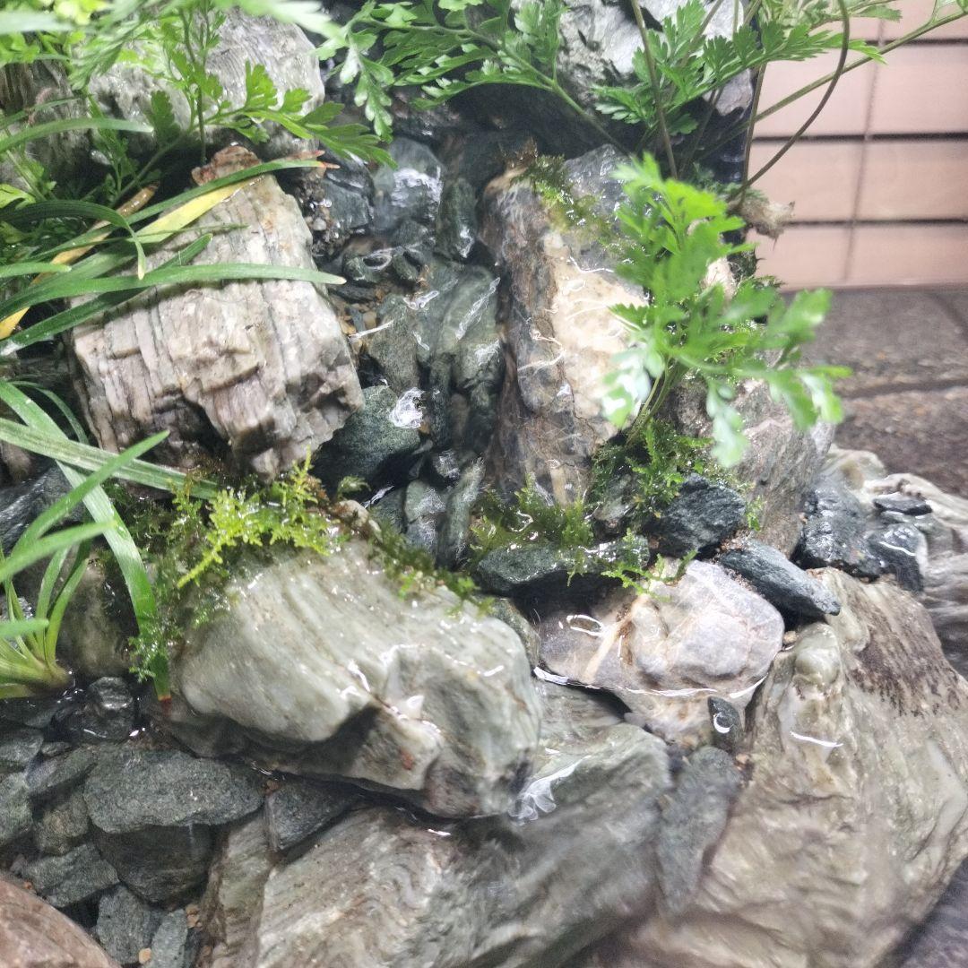 【アクアテラリウム完成品】渓流アクアリウム＋テラリウム30cmキューブ水槽