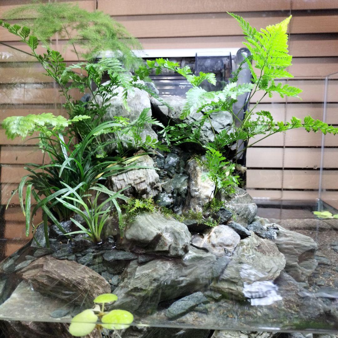 【アクアテラリウム完成品】渓流アクアリウム＋テラリウム30cmキューブ水槽