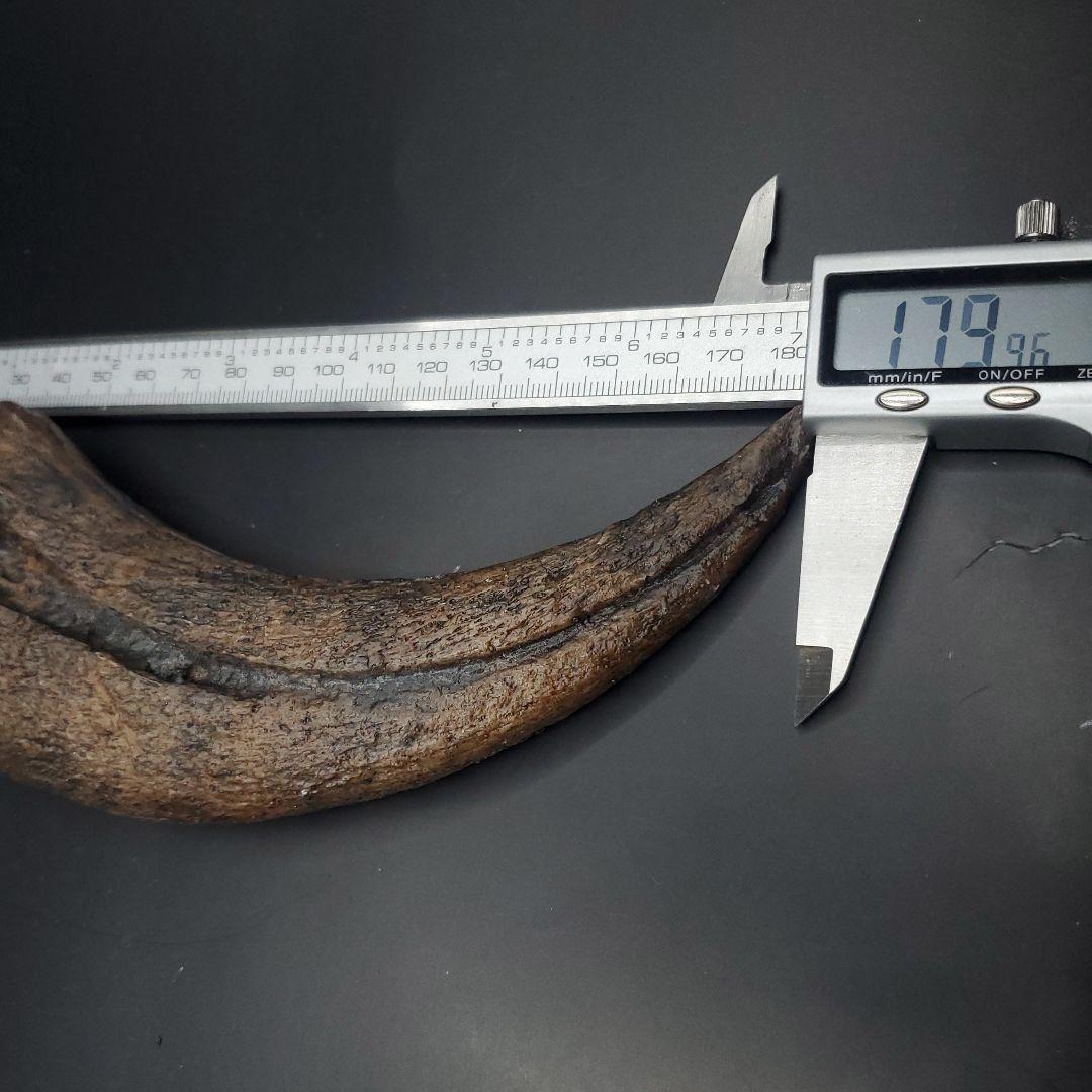 スピノサウルス 爪 レプリカ 179.96mm  spr3