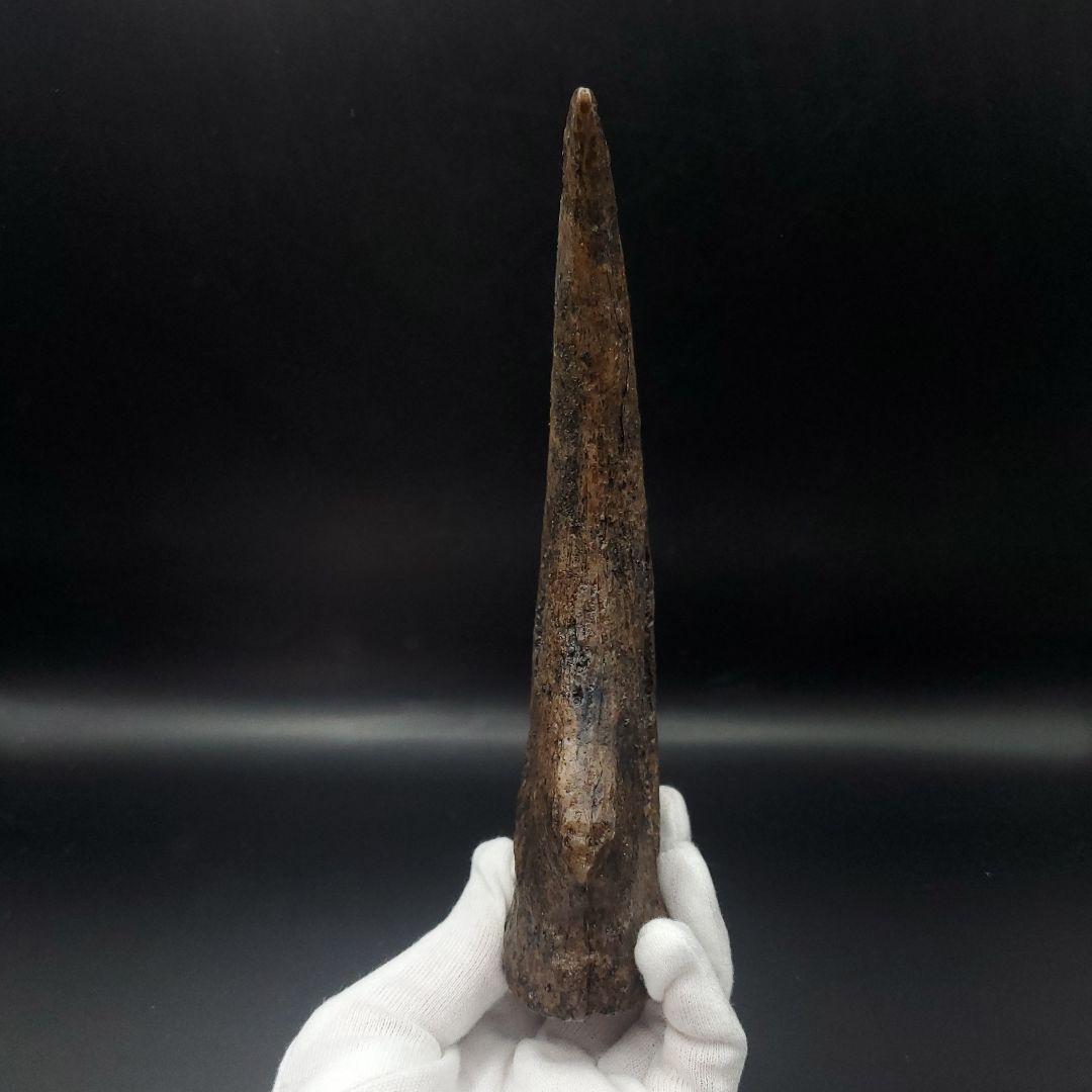 スピノサウルス 爪 レプリカ 179.96mm  spr3