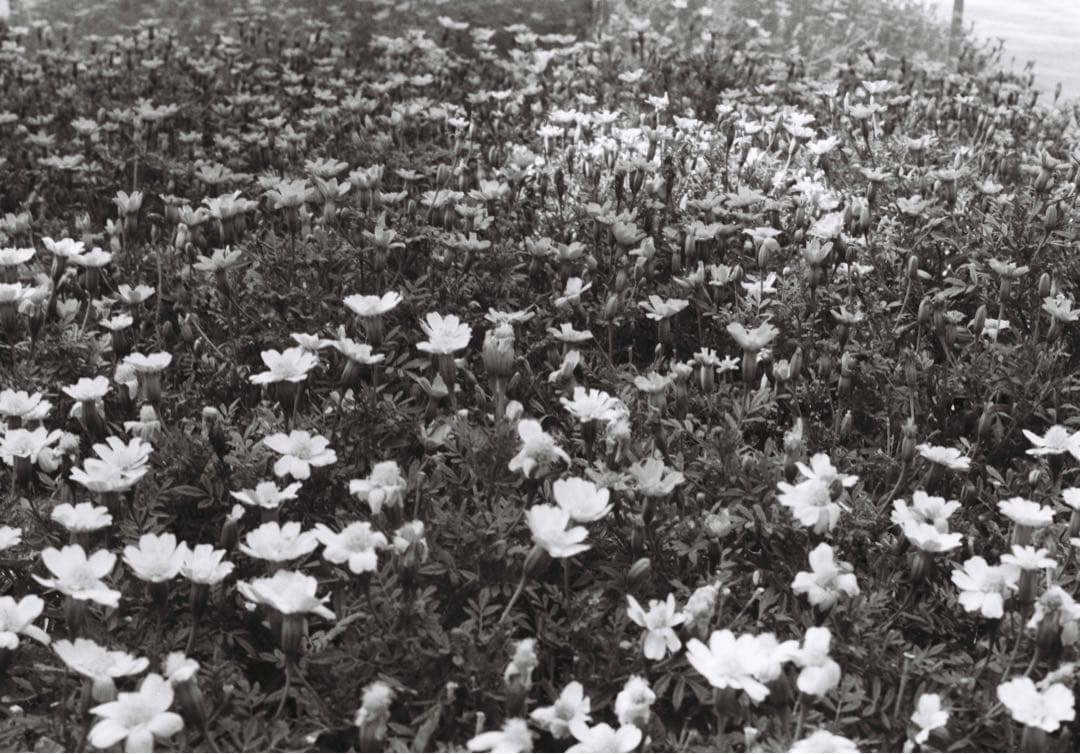 Canon Demi EE17 動作確認済み 作例あり