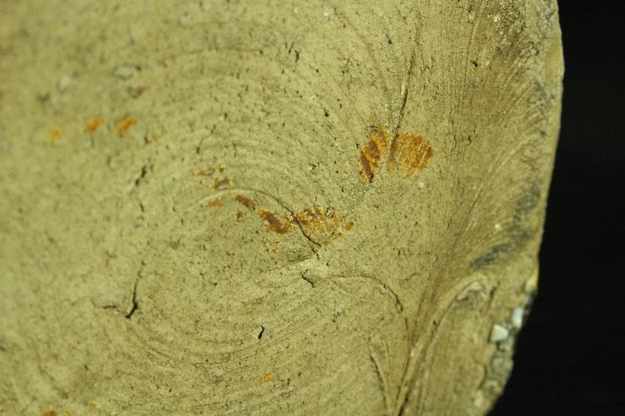 茶道具 鳴海瀬戸水指(K-XA946)