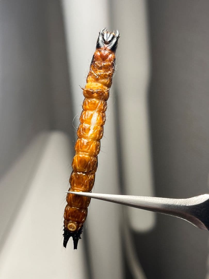 【60mm程】コメツキムシの幼虫 ハチスズメバチハムシフンチュウオサムシ標本