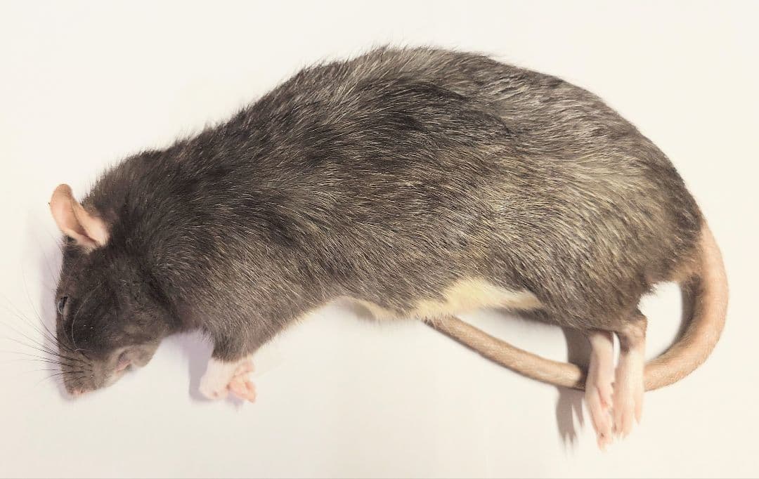 冷凍ラット 30匹セット 100~130g