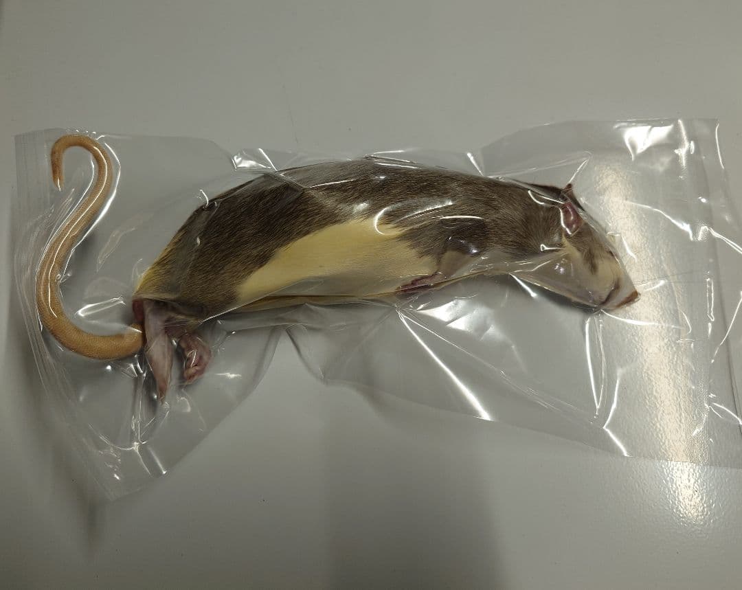 冷凍ラット 30匹セット 100~130g