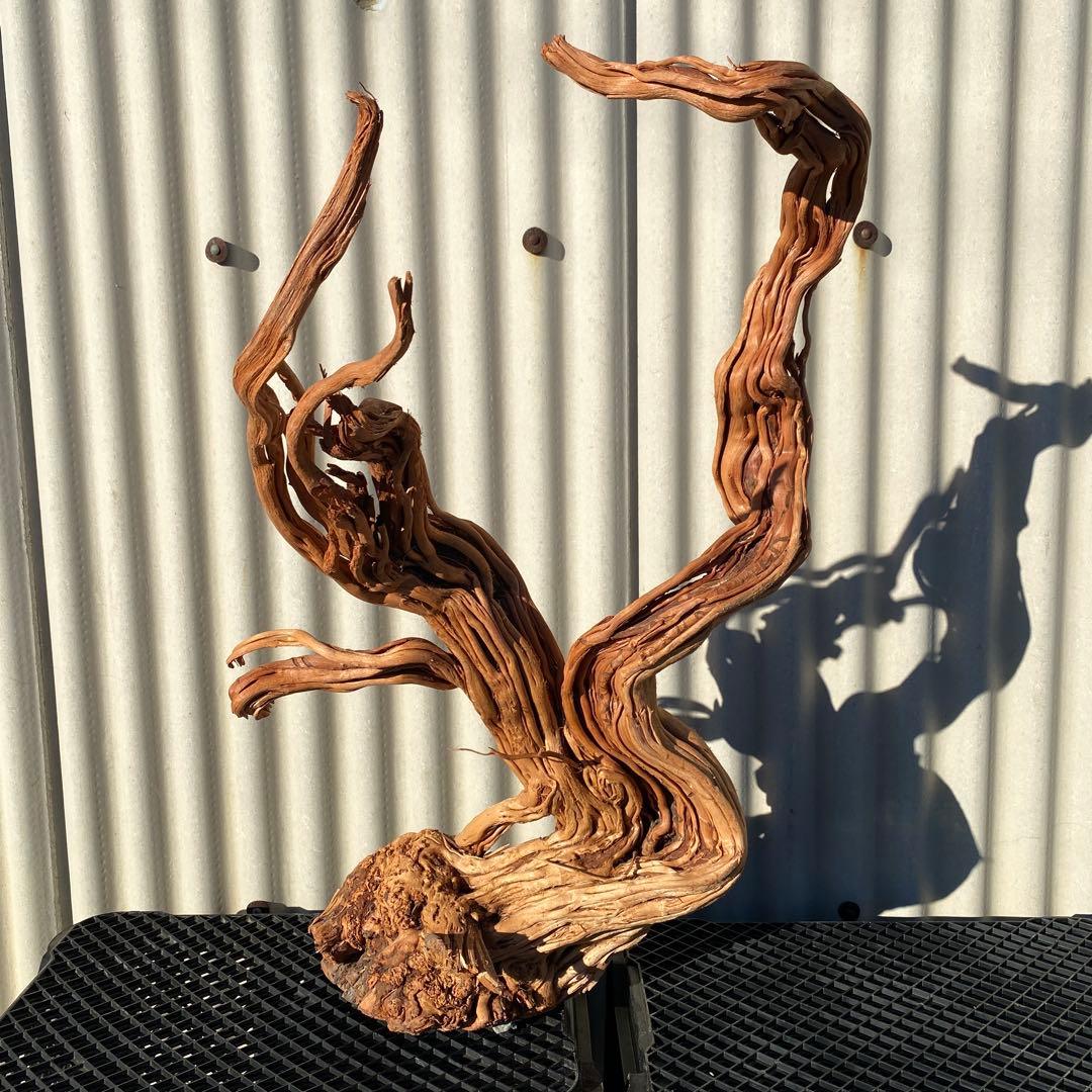 「JACK」MTW-6527 特大蔦流木　天然流木　アクアリウム