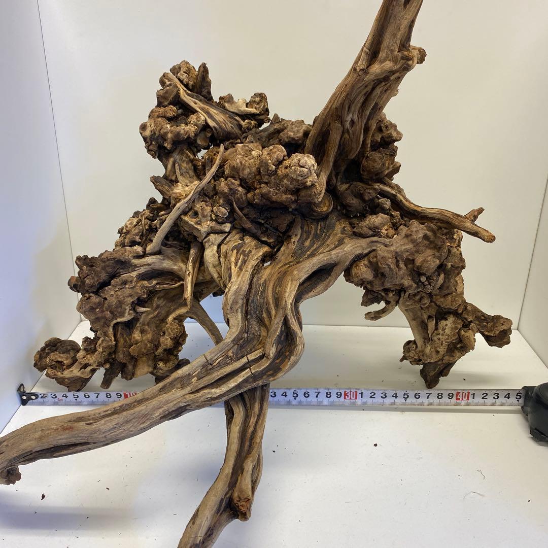 MSRW-6734 天然流木1点物　スリムウッド　アクアリウム