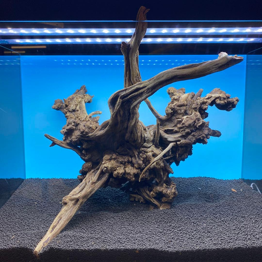 MSRW-6734 天然流木1点物　スリムウッド　アクアリウム