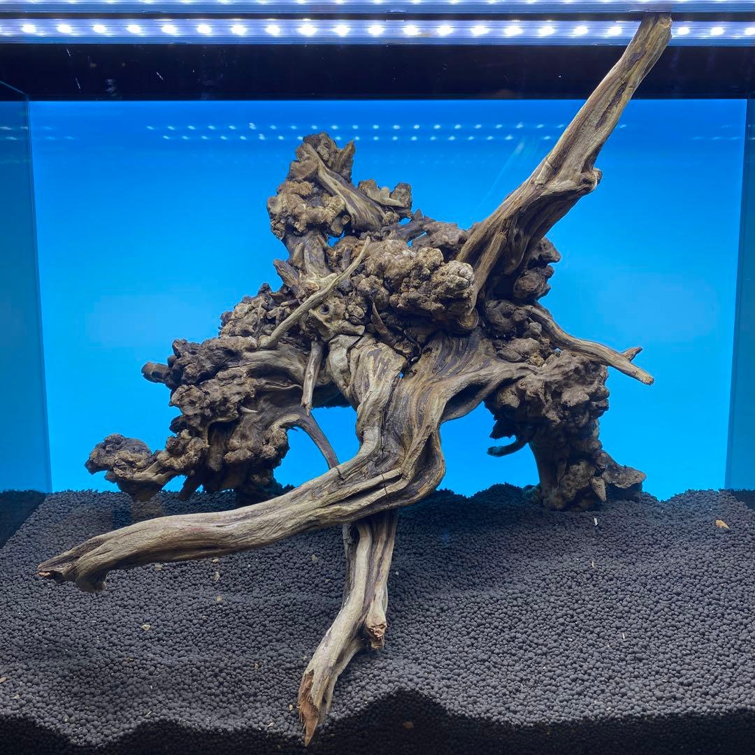 MSRW-6734 天然流木1点物　スリムウッド　アクアリウム