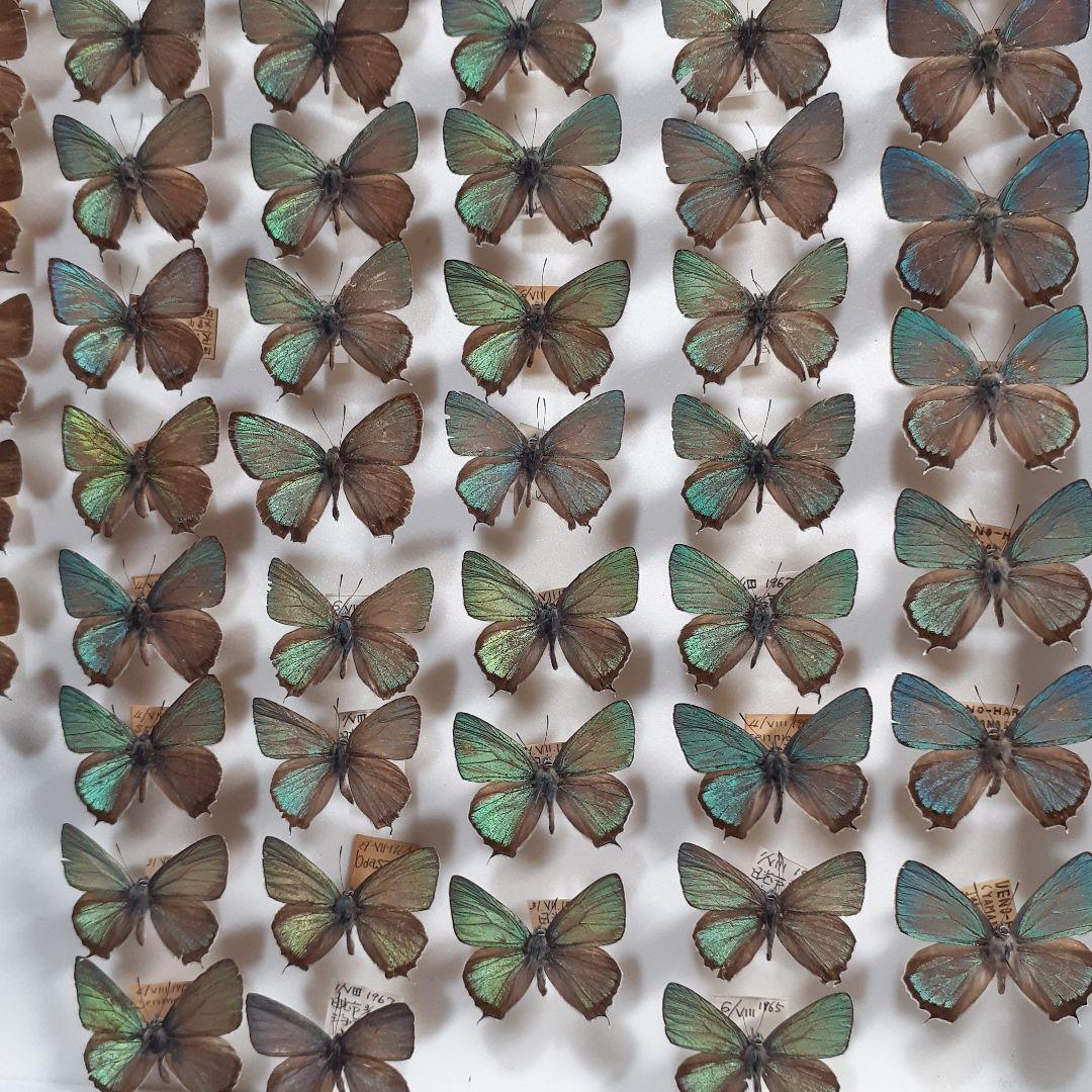 蝶標本　ゼフィルス及びセセリチョウ科22種。大型ドイツ標本箱二箱入りセット