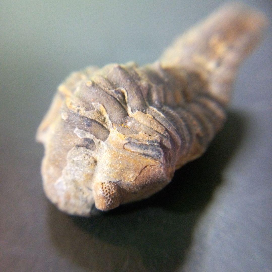 三葉虫　化石　fossil　海　ボリビア産　trilobite　海生動物判別⑫