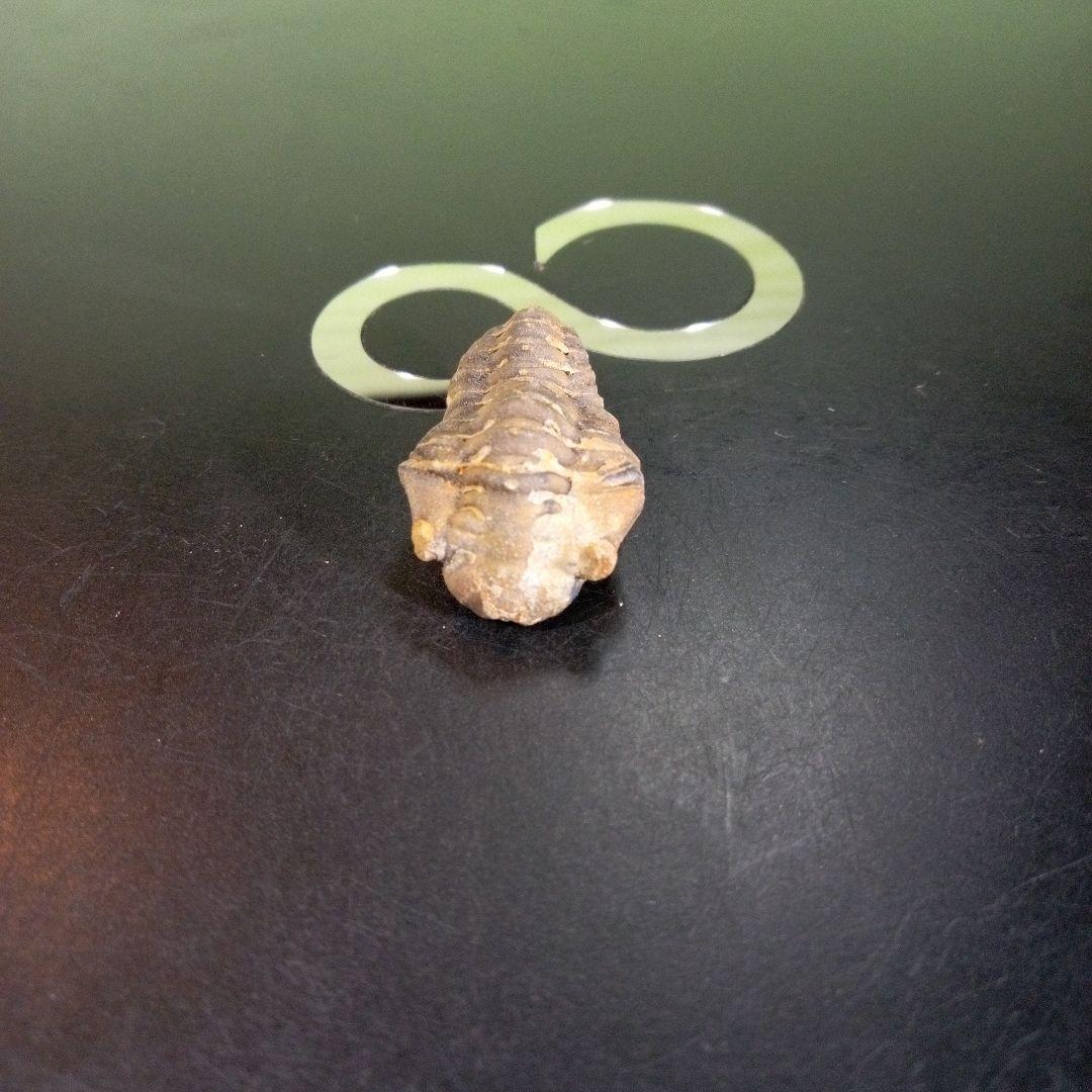 三葉虫　化石　fossil　海　ボリビア産　trilobite　海生動物判別⑫