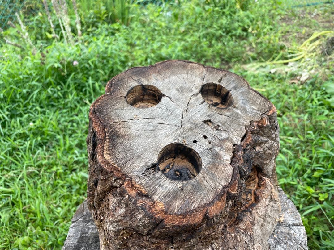 クワリウム　シェルター　登り木　エサ台