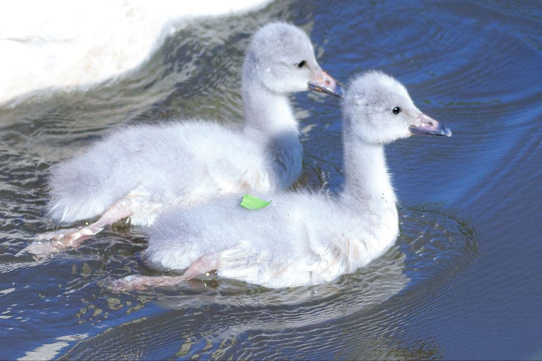 く*だ様 Canon 1DX チャージャー付き　値下げ交渉少しOK　CF2カード