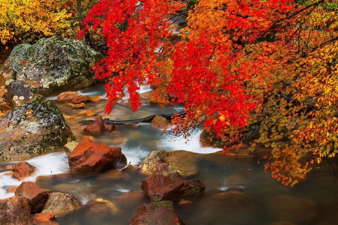 く*だ様 Canon 1DX チャージャー付き　値下げ交渉少しOK　CF2カード