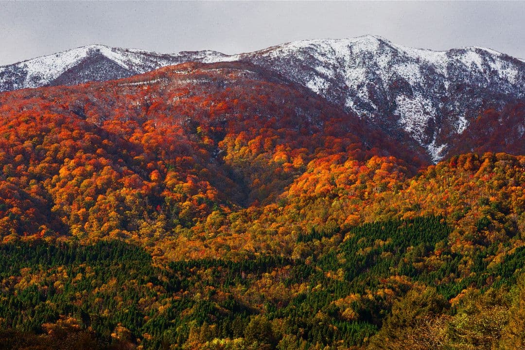 く*だ様 Canon 1DX チャージャー付き　値下げ交渉少しOK　CF2カード