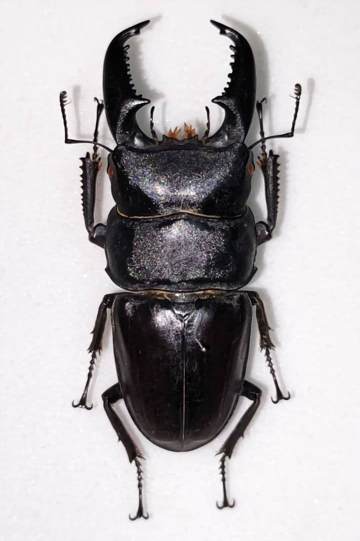 インド ヒラタクワガタ 標本