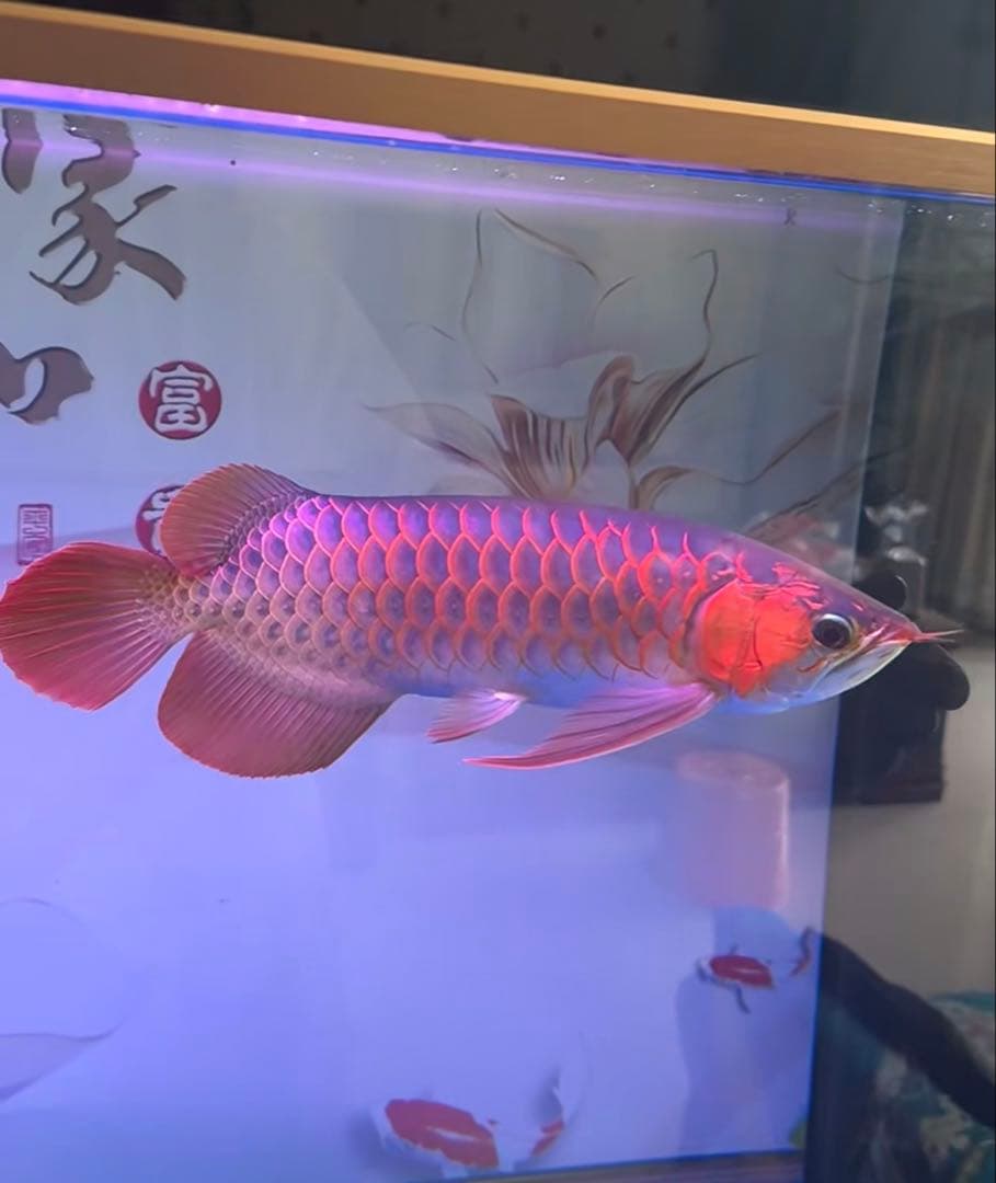 市場最安値200本卸価格 多孔質セラミック製水槽池用濾過材淡水海水魚フィルター