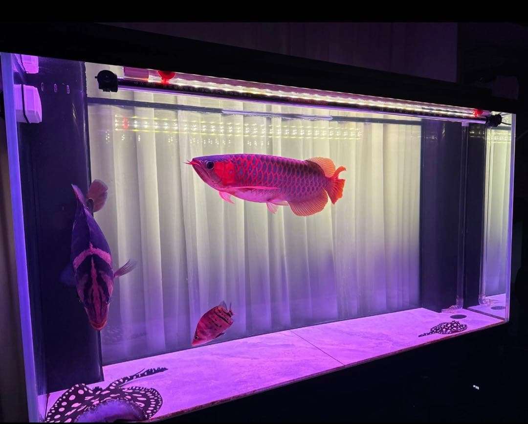 市場最安値200本卸価格 多孔質セラミック製水槽池用濾過材淡水海水魚フィルター