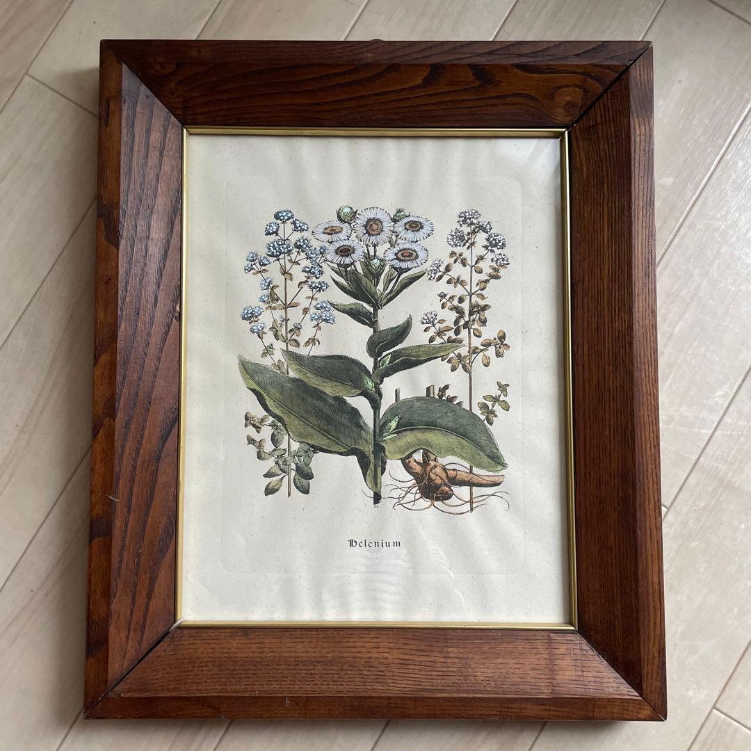 植物絵画　額入り