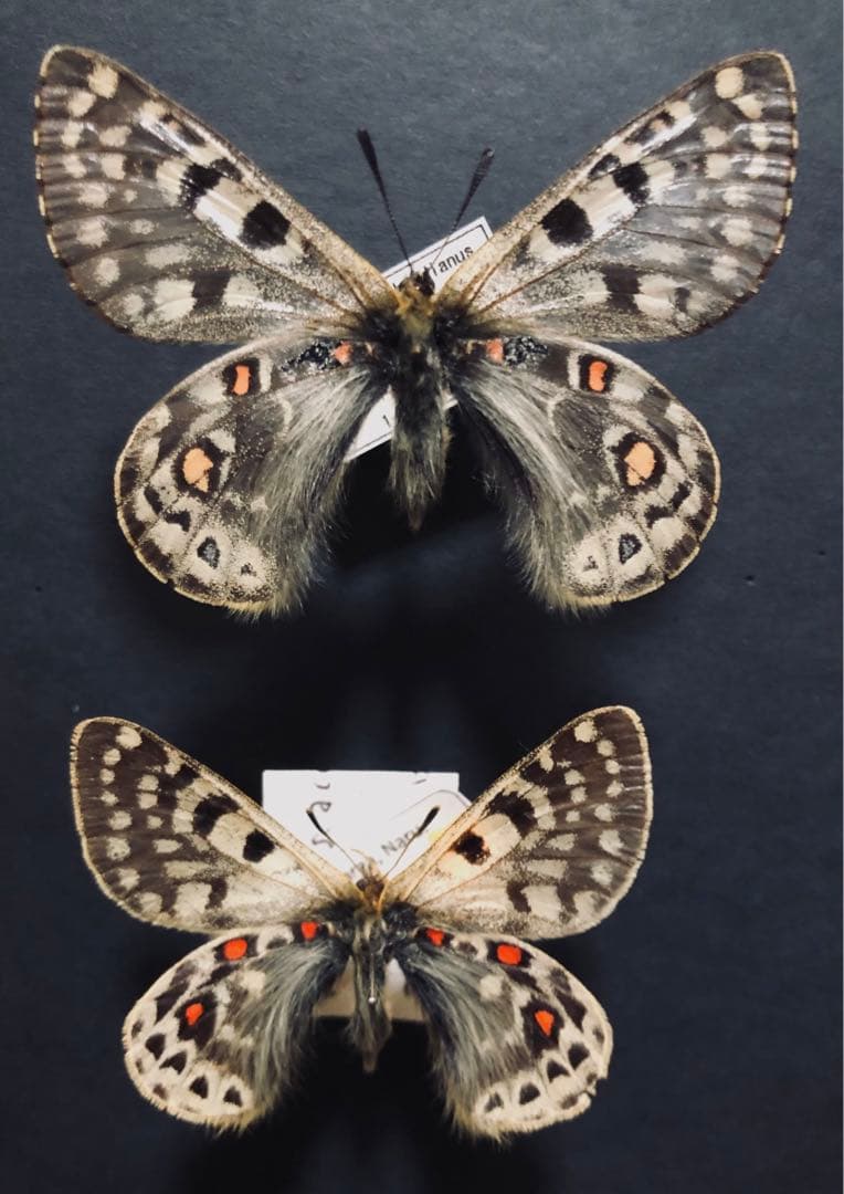 蝶標本　パル2種セット