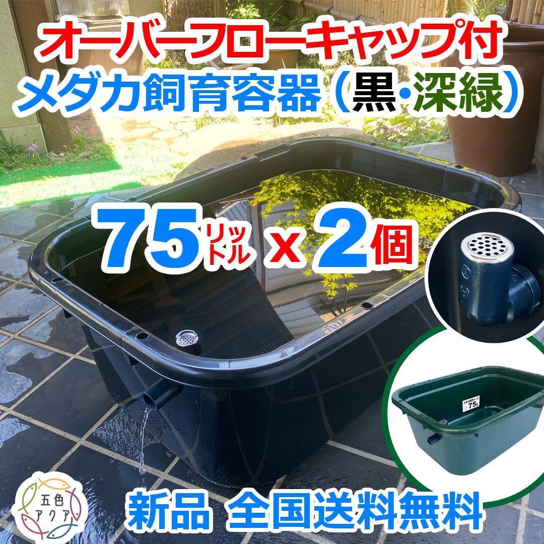 メダカ飼育ケース 75㍑x2個 黒・深緑あり オーバーフロー 金魚飼育容器 越冬
