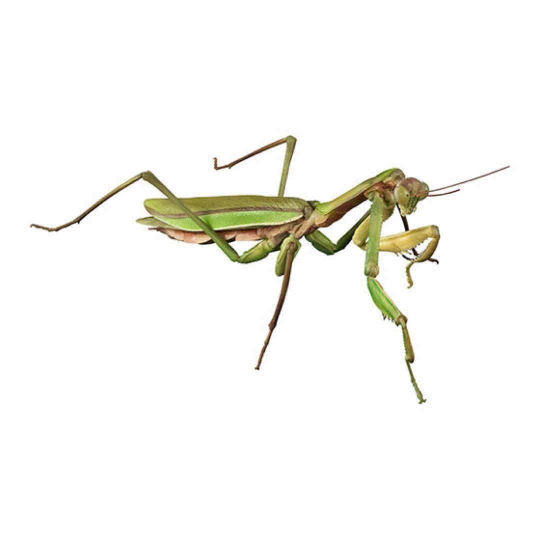 いきもの大図鑑アドバンス オオカマキリとショウリョウバッタ 全４種 カプセル A