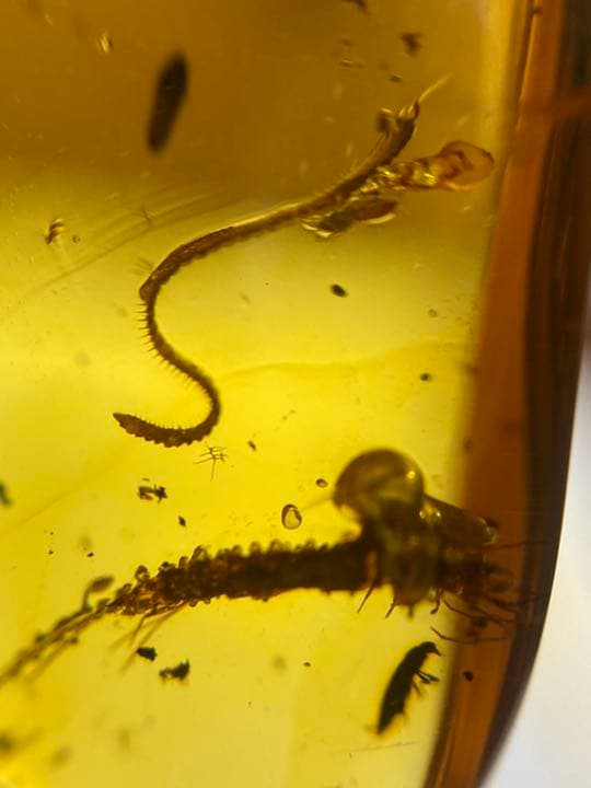 琥珀 虫入り 天然 アンバー  罕石卵  天然石  ムカデ 百足  甲虫