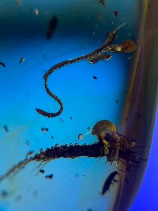 琥珀 虫入り 天然 アンバー  罕石卵  天然石  ムカデ 百足  甲虫