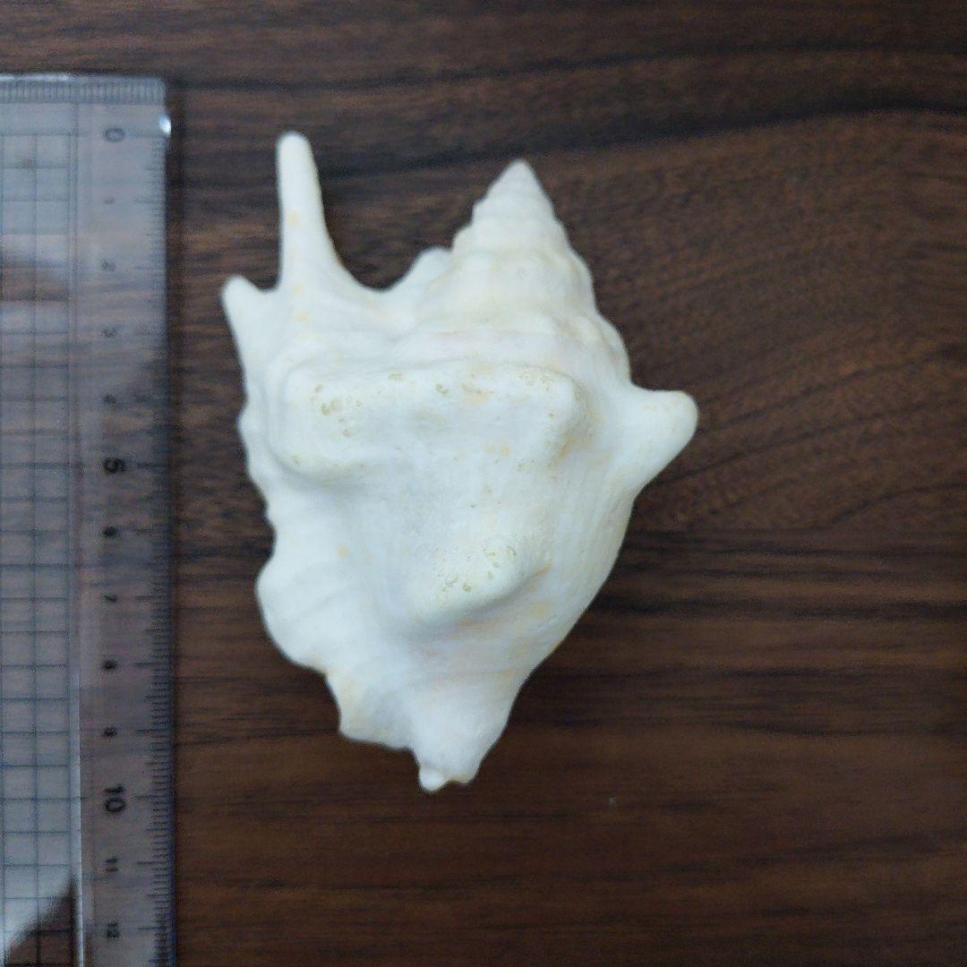 コッテイソデ　希少種　貝殻　標本