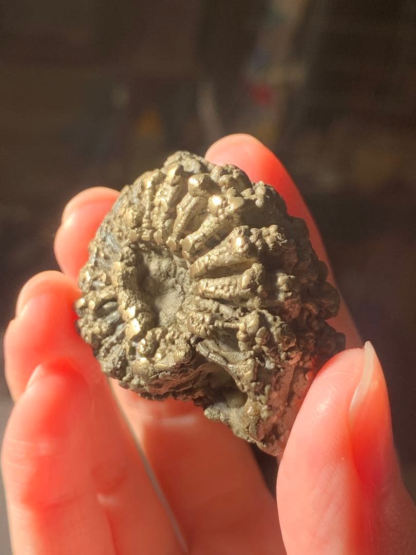 アンモナイト　パイライト　化石　黄鉄鉱　アンモライト　恐竜　爪　歯　牙　三葉虫