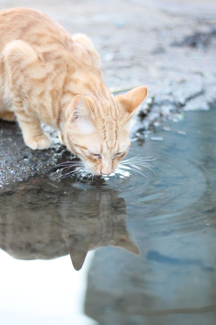 Canon EOS Kiss X50 レッド ef50mm f/1.8stm