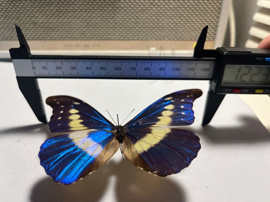 ヘレナモルフォ レテノールモルフォ蝶 蛾モルフォチョウMorpho昆虫標本
