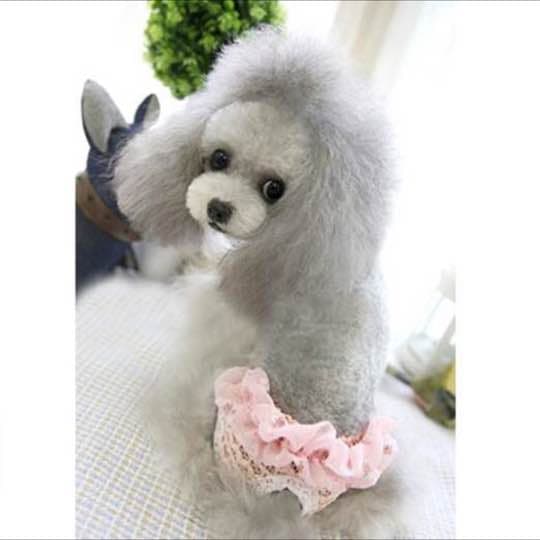 小型犬用 パンツ サイズS ウエスト約20cm(10cm伸びます)