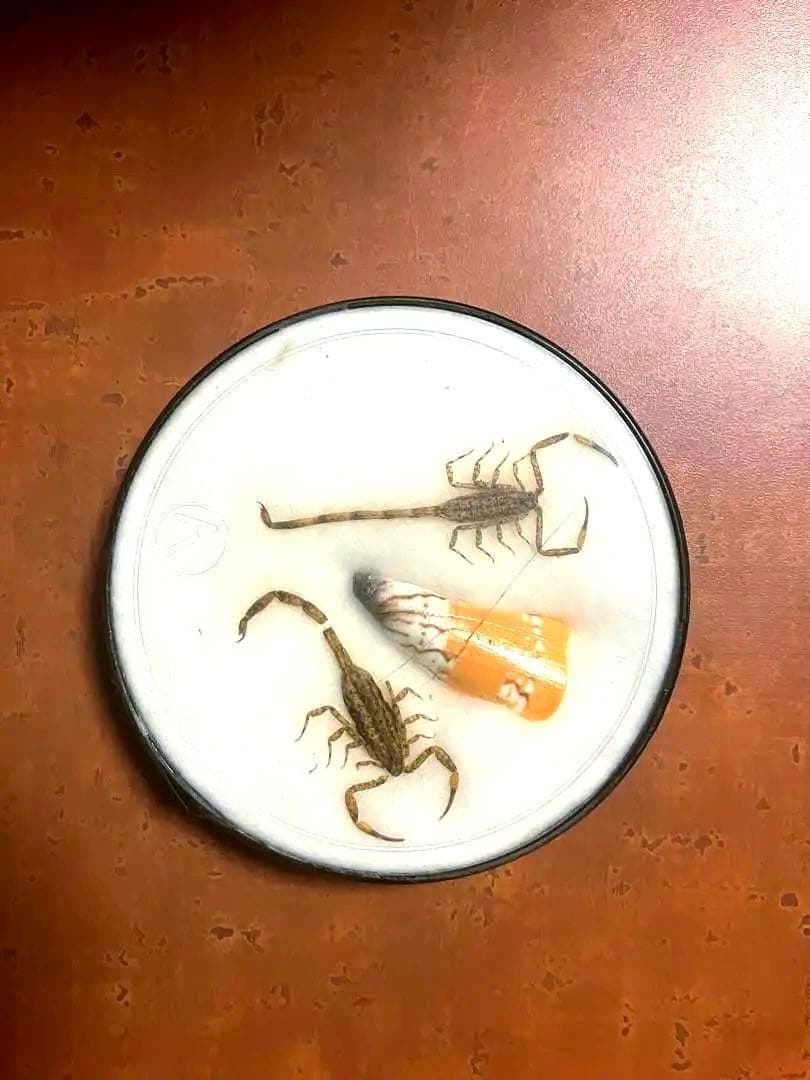 サソリ。化石。