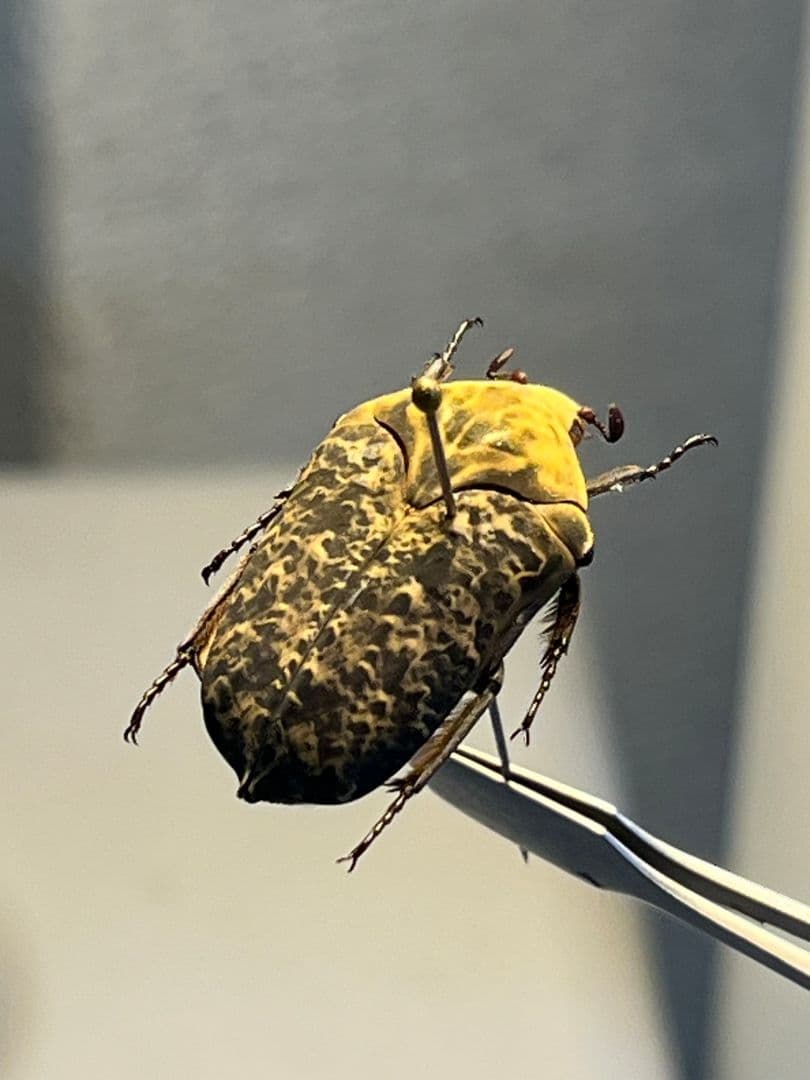 【24mm】カスミアヤヒシムネハナムグリ 標本 カナブン プラチナコガネタマムシ