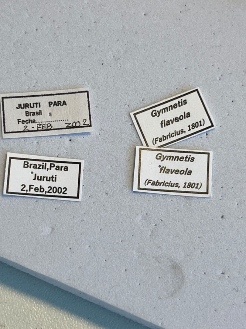 【24mm】カスミアヤヒシムネハナムグリ 標本 カナブン プラチナコガネタマムシ