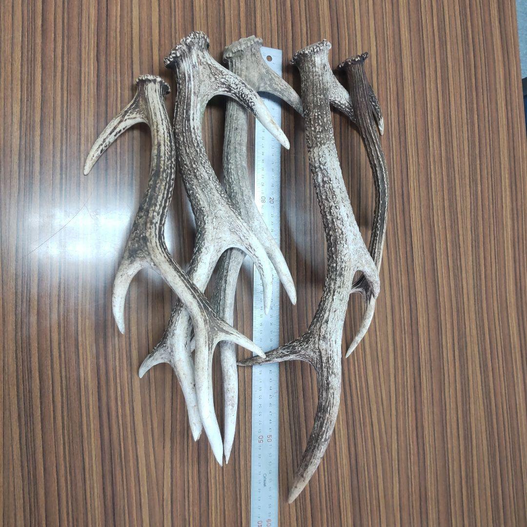 ニホン鹿の角 5本