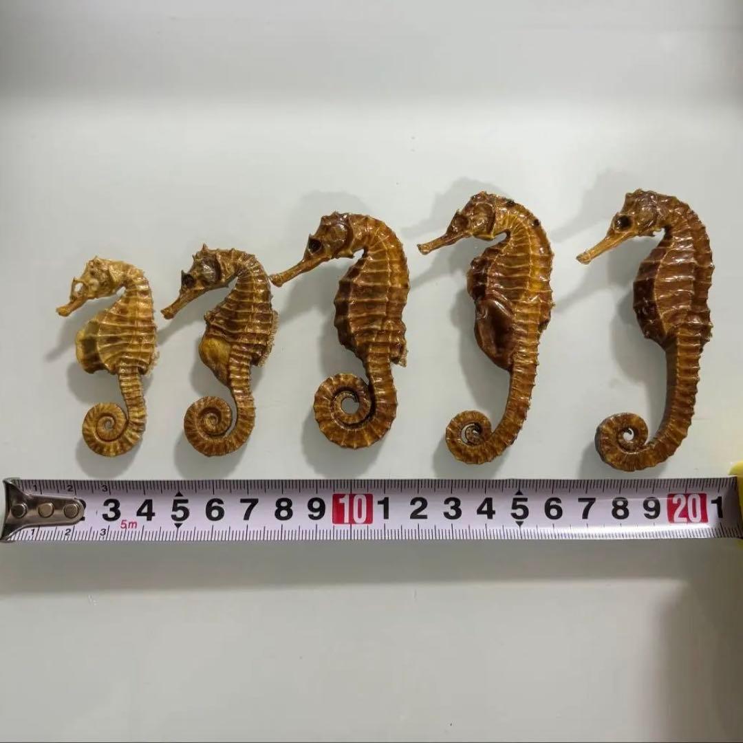 タツノオトシゴ　乾燥標本　インテリア用　開運　縁起物　５個まとめ売り